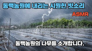 【동백농원에 내리는 시원한 빗소리 ASMR】 동백농원의 나무를 소개합니다.