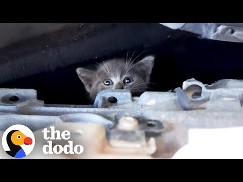 People Heard Kitten Meowing In Mercedes Engine During Test Drive | The Dodo
