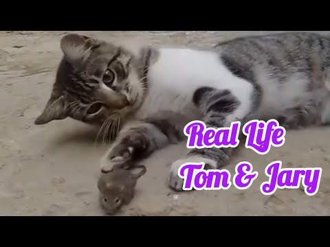 #&6 Real Tom & Jary Cat & Rat Masti in Home