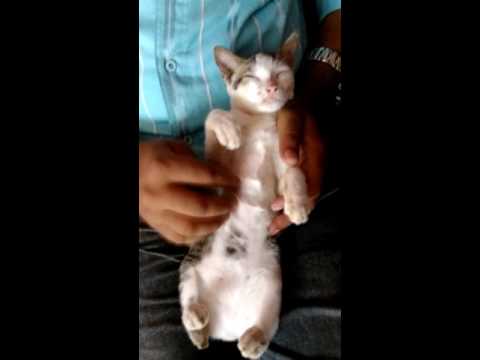 PramodMaya with Cat perumbavoor Ernakulam Calicut