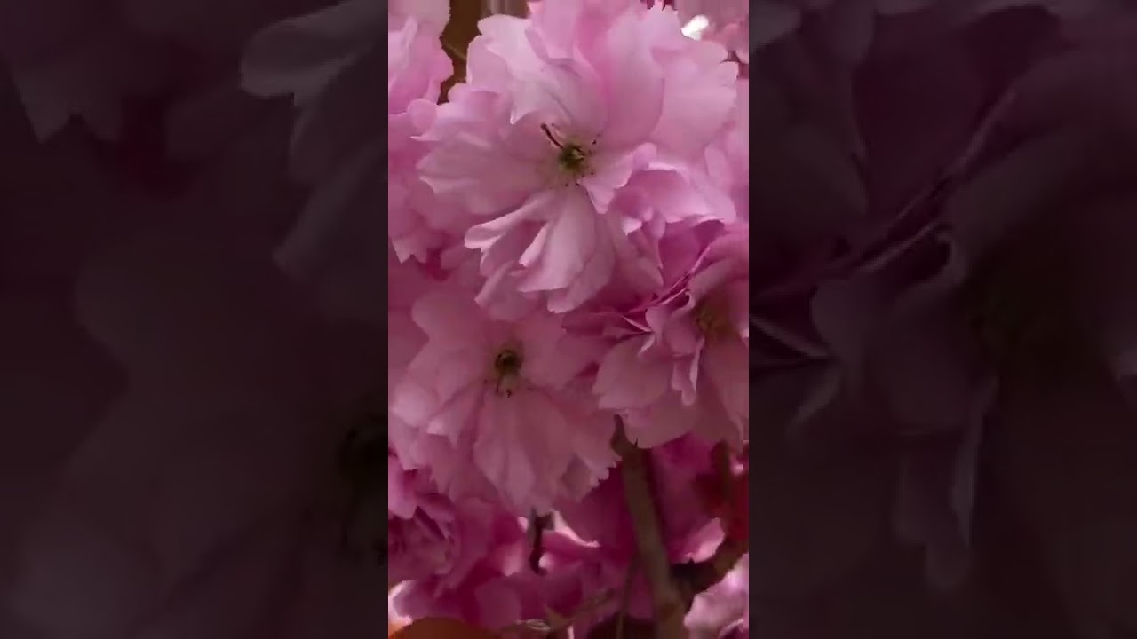 Love Spring Season #flowersbloom