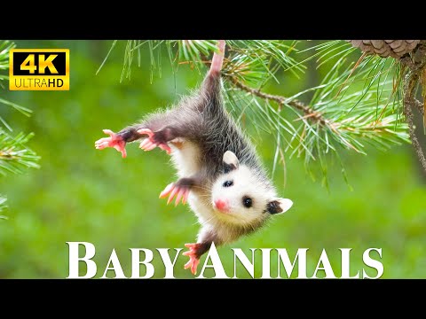Cute Little Wild Animals With Relaxing Music, Good Mood Music, Baby Animals 4K  UHD