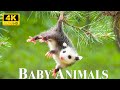 Cute Little Wild Animals With Relaxing Music Good Mood Music Baby Animals 4K UHD