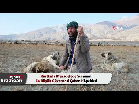 Kurtlarla Mücadelede Sürünün En Büyük Güvencesi Çoban Köpekleri