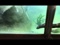 Detroit Zoo River Otters In 4K