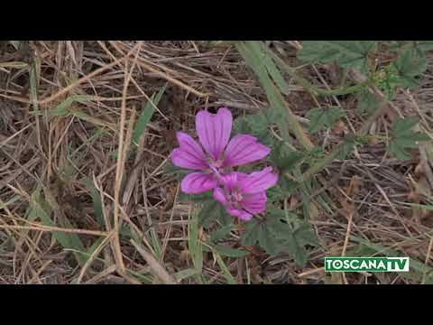 2020-01-13 RIOTORTO (LI) - CADAVERE DONNA IN SACCO A PELO, ARRESTATA NUORA