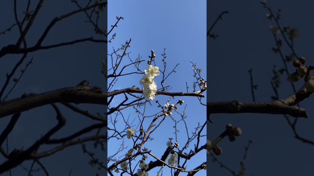 YouTube Short thumbnail