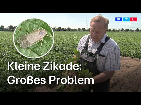 Die Schilf-Glasflügel-Zikade ist nicht nur für Bauer Billau aus Lampertheim eine Existenzbedrohung