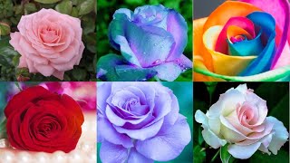 🌹Beautiful flower profile pictures/Profile Pict