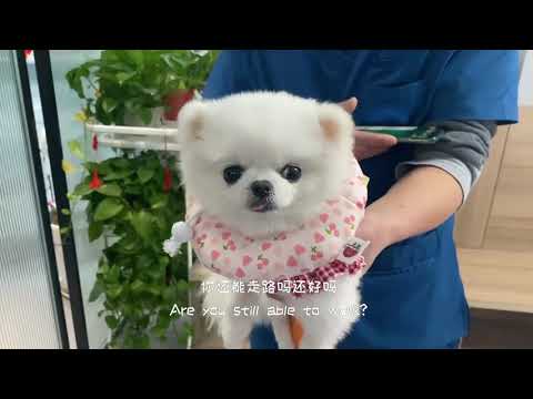 doinb's Spring Festival Holiday vlog——Daily lying and eating