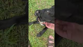 Video preview image #1 Labrador Retriever-Unknown Mix Puppy For Sale in Sheboygan, WI, USA