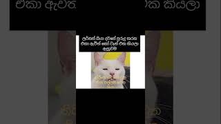 Download lagu තිරිංග තද නොවුනා 😂 #funnymemes #memes #daliymemes #memehub #funny #comdeymemes #comedy mp3