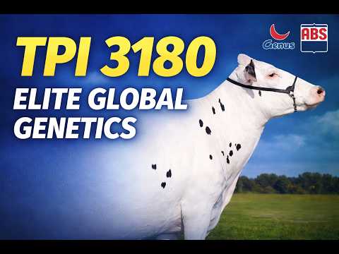 आयातित नए एचएफ बुल स्टॉर्म-पी का शुभारंभ | सुरक्षित और लाभदायक दुग्ध उत्पादन के लिए