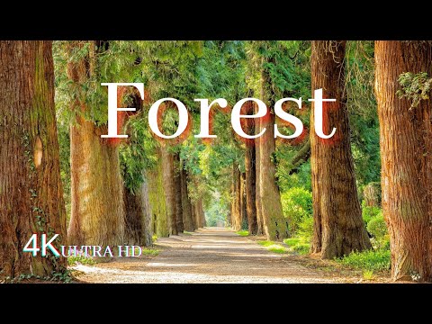 🔴4K Virtual Forest  Walk along | Middle Fork Trail at Snoqualmie | Relax Music