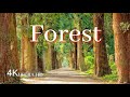 🔴4K Virtual Forest  Walk along | Middle Fork Trail at Snoqualmie | Relax Music