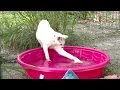 Big Cat Pool Party