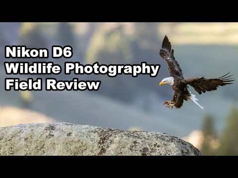 D6 Review For Wildlife Photography