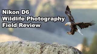 Video thumbnail for D6 Review For Wildlife Photography by Steve Perry