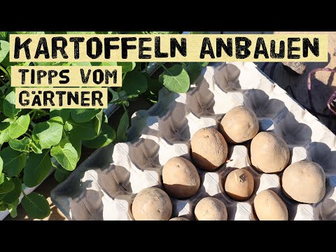 , title : 'Kartoffeln selber anbauen - Pflanzzeit, Vorkeimen, Sorten Düngen - Anbau in Töpfen und Kübeln'
