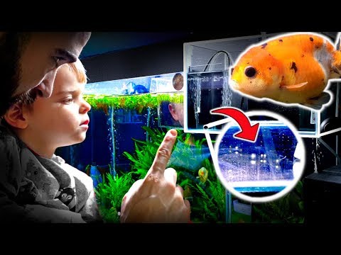 download lagu mp3 mp4 Are Goldfish Egg Free, download lagu Are Goldfish Egg Free gratis, unduh video klip Are Goldfish Egg Free