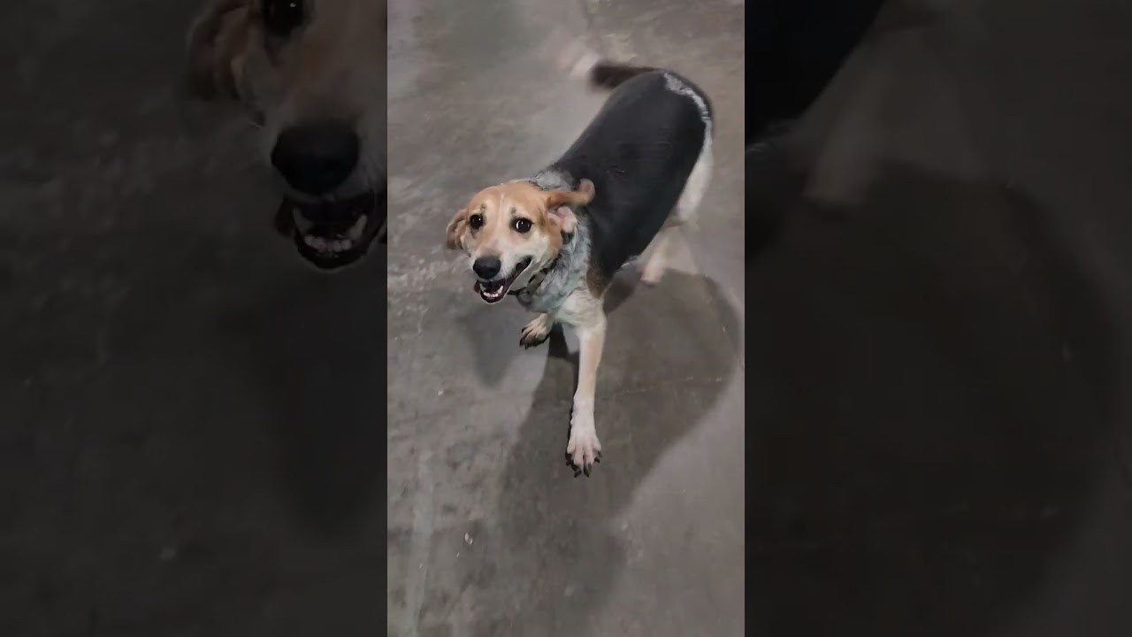 Enlarge Blessing, a Adoptable Coonhound in Point Pleasant, WV video 4/4