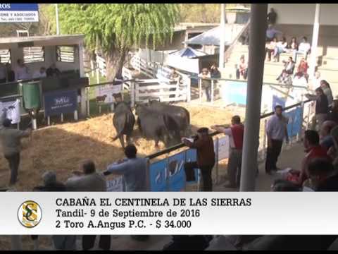 09-09-16__Venta de Toros A.Angus P.P.  y P.C. -  Cabaña El Centinela de las Sierras - Tandil