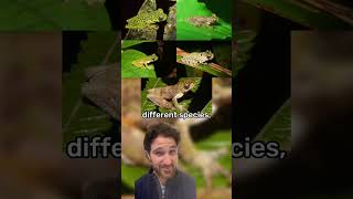 Download lagu 5 new frogs species discovered in Papua New Guinea! 🇵🇬🐸 mp3 Download lagu 5 new frogs species discovered in Papua New Guinea! 🇵🇬🐸 mp3