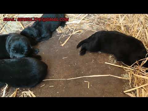 Чёрные щенки немецкой овчарки, puppy shepherd dog. Питомник Schwarzer Fluss.