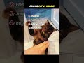 Cat Vs Humans Shorts Cat Funny Clips