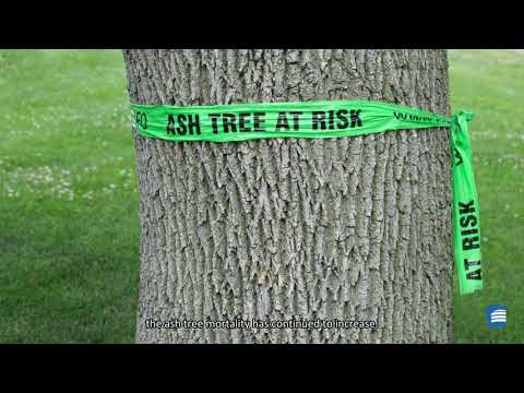 探検する！ ➡️エメラルドアッシュボーラー