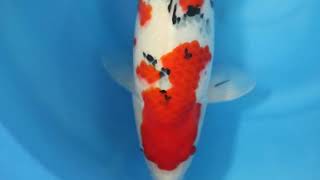 video van Sanke  SA-V24-01734