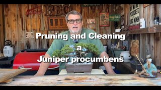 Pruning and Cleaning a Juniper