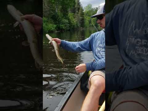 Berkley Choppo northern pike.