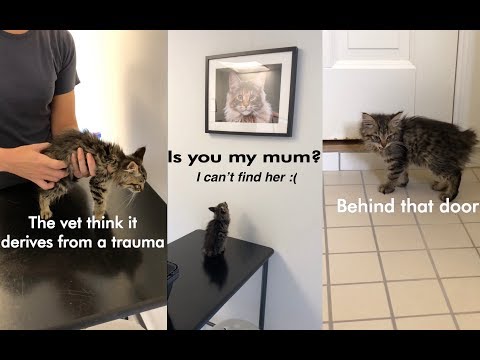We took the rescued kitten to the vet | Emotional