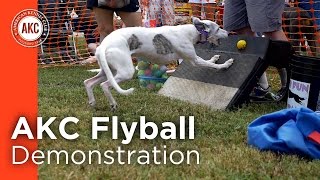 AKC Flyball Demonstration