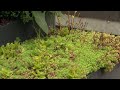 Een vierkante meter eetbare tuin