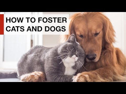 How to look after a foster cat or dog - top tips from a vet