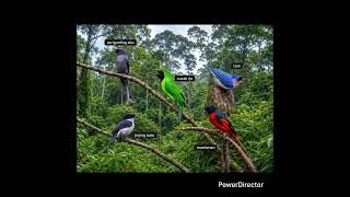 Download lagu Suara pikatak burung cucak ijo ribut!! mp3