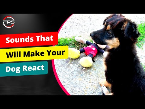 Sounds That Will Make Your Dog React 🐶?