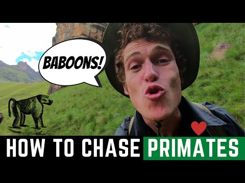 Solo Hiking and Encountering Baboons in the Drakensberg | Wild Animal Encounters in Africa Teaser
