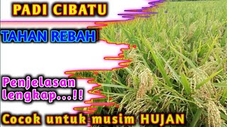 Download lagu PADI TAHAN REBAH//CUCOK DITANAM PADA MUSIM HUJAN/RENDENGAN mp3 Download lagu PADI TAHAN REBAH//CUCOK DITANAM PADA MUSIM HUJAN/RENDENGAN mp3