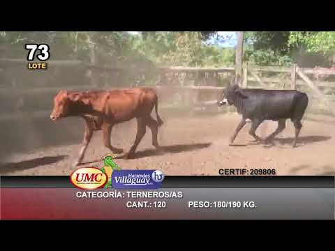 Lote 120 Terneros/as en Misión San Fco., Formosa