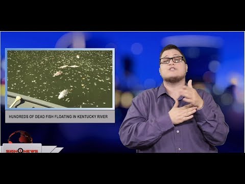 Hundreds of dead fish floating in Kentucky River (ASL - 7.8.19)