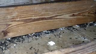 Cleaning up an attic after a severe roof rat infestation by vacuuming & decontaminating Urine feces