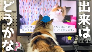 ディレクター気分？動画の最終確認に勤しむ北欧猫＆全部丸投げの保護猫ｗ【シャム猫/シャムミックス＆ノルウェージャンフォレストキャット】#cat #japanesecat