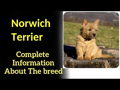 , title : 'Norwich Terrier. Pros and Cons, Price, How to choose, Facts, Care, History'