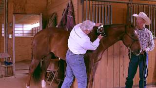 General overview of the EQUISPORTS massager