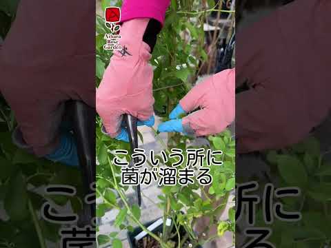 黒斑点バラ病を治療および予防することはできますか?  庭園