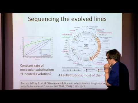 Experimental Evolution II