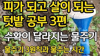 미리 하는 텃밭 공부 3편 - 물주기 이렇게 하면 수확이 달라집니다